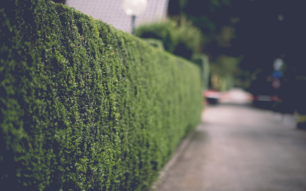 A tall hedge trimmed to a clean, square edge alongside a path